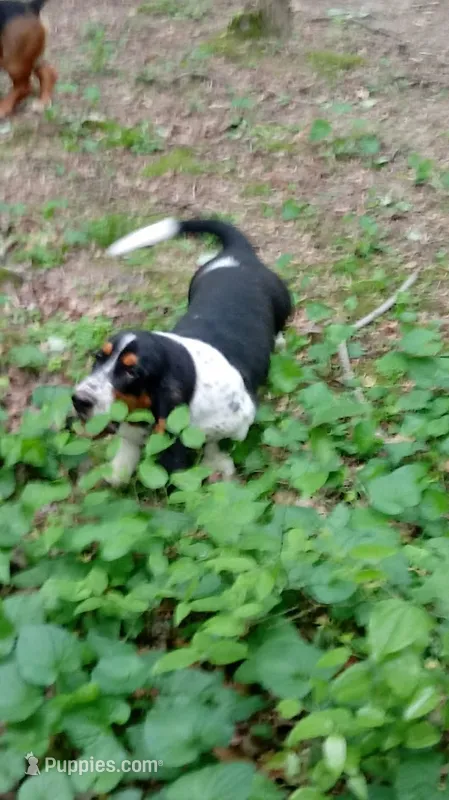 AKC Basset Hound Adult Female – Basset Hound puppy for sale in Wilkesboro, NC