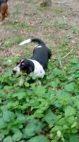 AKC Basset Hound Adult Female, a female Basset Hound for sale in Wilkesboro, NC – 3 of 4