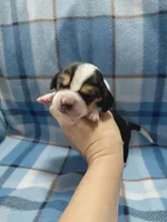 AKC Basset Hound puppy MALE #4, a male Basset Hound for sale in Wilkesboro, NC – 2 of 7