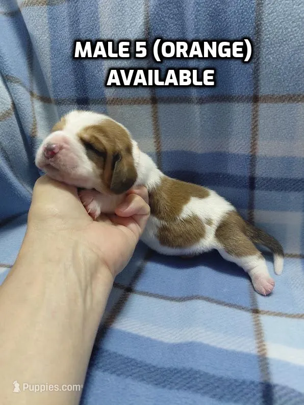 AKC Basset Hound puppy MALE #5 – Basset Hound puppy for sale in Wilkesboro, NC