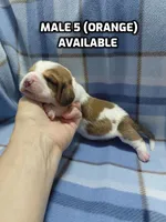 AKC Basset Hound puppy MALE #5, a male Basset Hound for sale in Wilkesboro, NC – 1 of 10