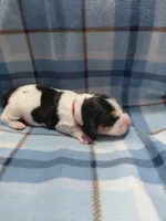 AKC Basset Hound puppy MALE #2 , a male Basset Hound for sale in Wilkesboro, NC – 3 of 7