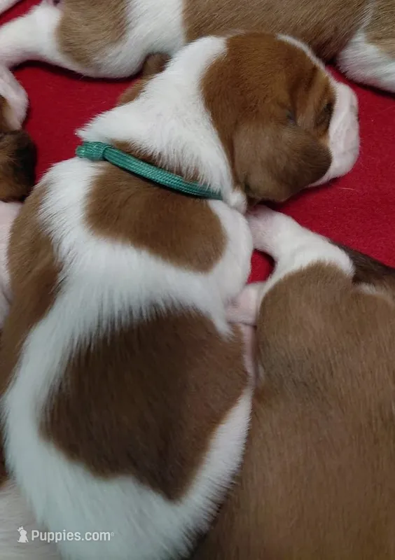 AKC Basset Hound  puppy MALE #1  – Basset Hound puppy for sale in Wilkesboro, NC