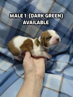 AKC BASSET HOUND puppy MALE #1 , a male Basset Hound for sale in Wilkesboro, NC – 1 of 9