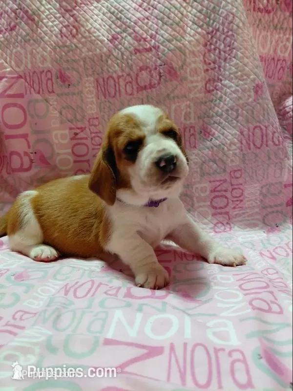 AKC Basset Hound puppy FEMALE #2 – Basset Hound puppy for sale in Wilkesboro, NC