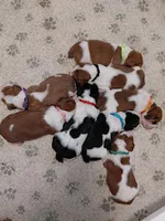 AKC Basset Hound Puppy Male (check for updated photos), a male Basset Hound for sale in Wilkesboro, NC – 3 of 10