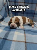 AKC Basset Hound puppy MALE #3 , a male Basset Hound for sale in Wilkesboro, NC – 1 of 9