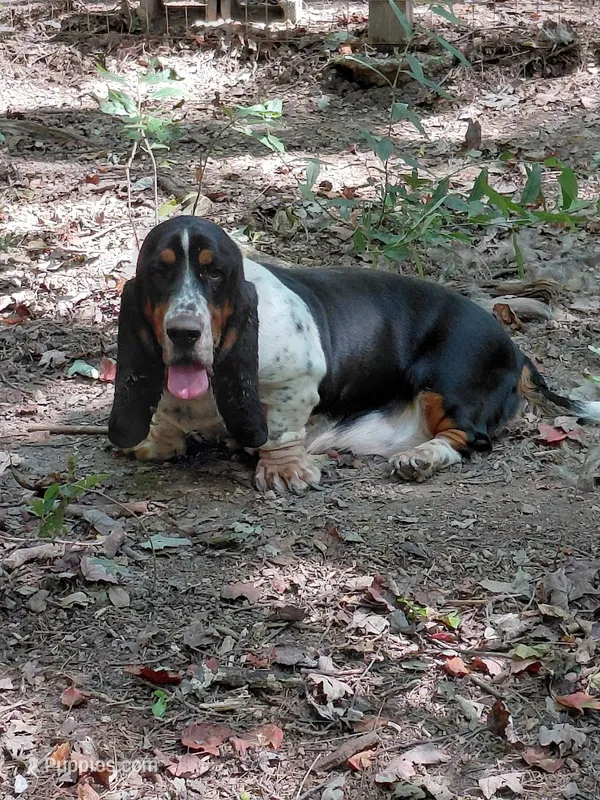 AKC Basset Hound Adult Female – Basset Hound puppy for sale in Wilkesboro, NC