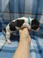 AKC Basset Hound puppy MALE #4, a male Basset Hound for sale in Wilkesboro, NC – 4 of 7