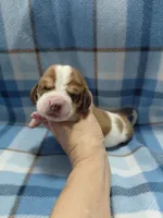 AKC Basset Hound puppy MALE #3 , a male Basset Hound for sale in Wilkesboro, NC – 2 of 9