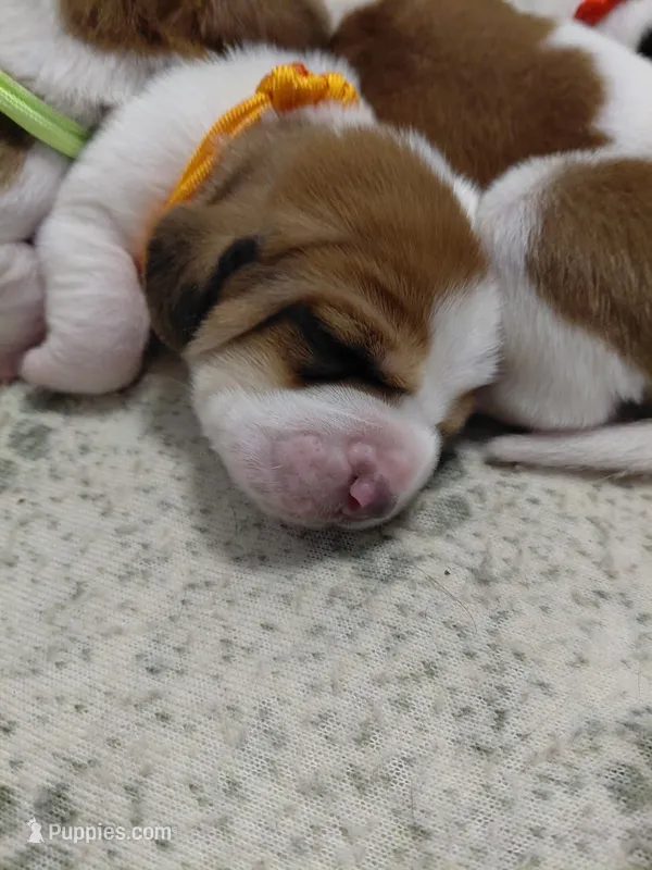 AKC Basset Hound Puppy Male (check for updated photos) – Basset Hound puppy for sale in Wilkesboro, NC