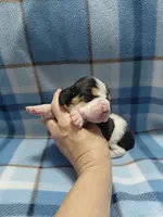 AKC Basset Hound puppy MALE #2 , a male Basset Hound for sale in Wilkesboro, NC – 4 of 7