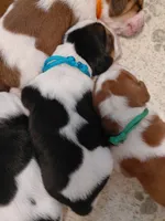 AKC Basset Hound Puppy Male (check for updated photos), a male Basset Hound for sale in Wilkesboro, NC – 6 of 10