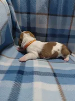 AKC Basset Hound puppy MALE #5, a male Basset Hound for sale in Wilkesboro, NC – 7 of 10