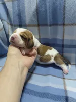 AKC Basset Hound puppy MALE #5, a male Basset Hound for sale in Wilkesboro, NC – 6 of 10