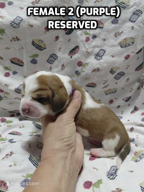 AKC Basset Hound puppy FEMALE #2 – Basset Hound puppy on hold in Wilkesboro, NC