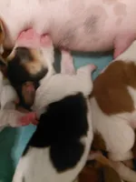 AKC Mahogany & White Male, a male Basset Hound for sale in Wilkesboro, NC – 2 of 10