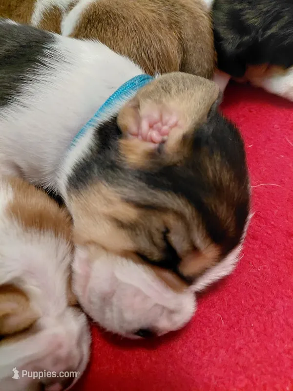 AKC Basset Hound puppy MALE #4 – Basset Hound puppy on hold in Wilkesboro, NC