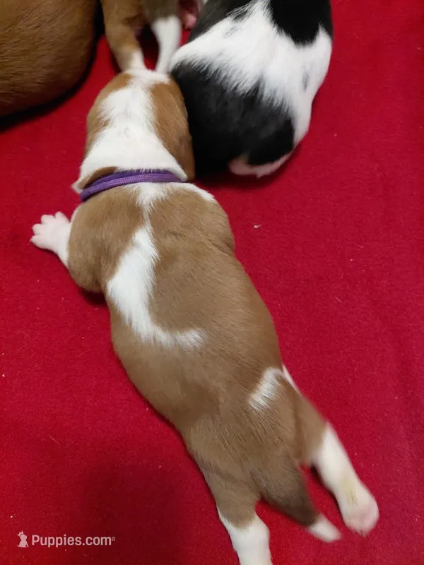 AKC Basset Hound puppy FEMALE #2 – Basset Hound puppy on hold in Wilkesboro, NC