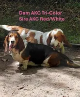 AKC Mahogany & White Male, a male Basset Hound for sale in Wilkesboro, NC – 8 of 10