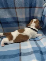 AKC Basset Hound puppy MALE #3 , a male Basset Hound for sale in Wilkesboro, NC – 4 of 9