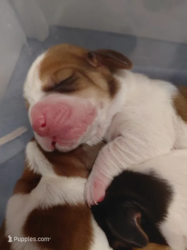 AKC Mahogany & White Male – Basset Hound puppy for sale in Wilkesboro, NC