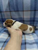 AKC Basset Hound puppy MALE #3 , a male Basset Hound for sale in Wilkesboro, NC – 3 of 9