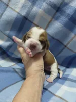 AKC BASSET HOUND puppy MALE #1 , a male Basset Hound for sale in Wilkesboro, NC – 4 of 9