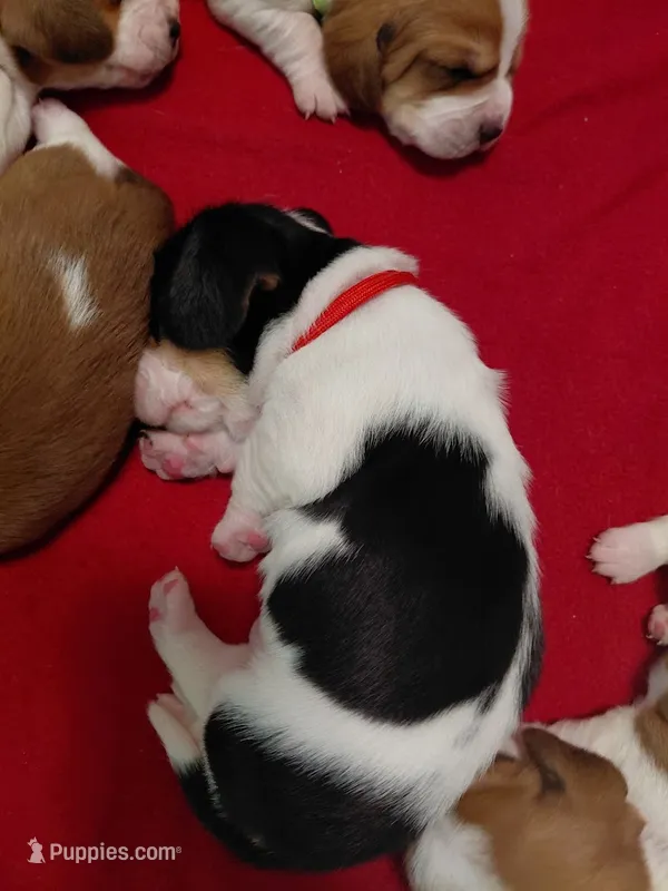 AKC Basset Hound puppy MALE #2  – Basset Hound puppy on hold in Wilkesboro, NC