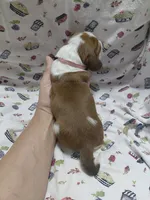 AKC Basset Hound puppy FEMALE #1 , a female Basset Hound for sale in Wilkesboro, NC – 7 of 7