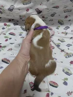 AKC Basset Hound puppy FEMALE #2, a female Basset Hound for sale in Wilkesboro, NC – 8 of 9