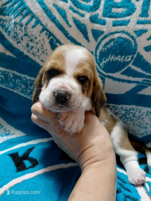 AKC Basset Hound puppy MALE #5 – Basset Hound puppy for sale in Wilkesboro, NC