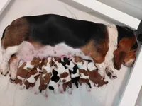 AKC Basset Hound Puppy Male (check for updated photos), a male Basset Hound for sale in Wilkesboro, NC – 7 of 10