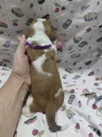AKC Basset Hound puppy FEMALE #2, a female Basset Hound for sale in Wilkesboro, NC – 7 of 9