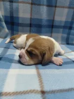 AKC Basset Hound puppy MALE #6 , a male Basset Hound for sale in Wilkesboro, NC – 5 of 8