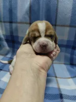 AKC Basset Hound puppy MALE #6 , a male Basset Hound for sale in Wilkesboro, NC – 2 of 8