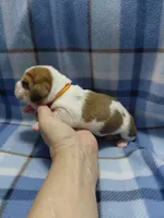 AKC Basset Hound puppy MALE #5, a male Basset Hound for sale in Wilkesboro, NC – 3 of 10