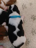 AKC BASSET HOUND PUPPIES, a male Basset Hound for sale in Wilkesboro, NC – 4 of 10
