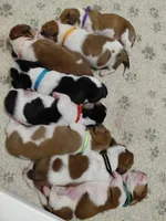 AKC BASSET HOUND PUPPIES, a male Basset Hound for sale in Wilkesboro, NC – 2 of 10