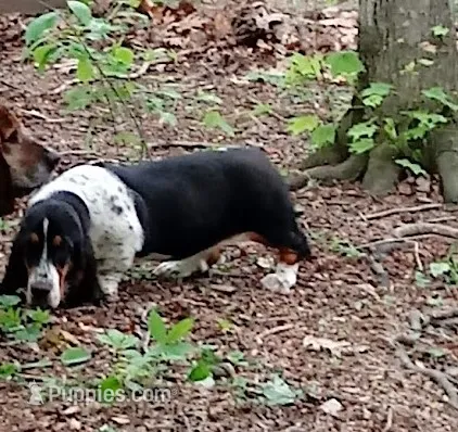 AKC Basset Hound Adult Female – Basset Hound puppy for sale in Wilkesboro, NC