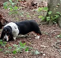 AKC Basset Hound Adult Female, a female Basset Hound for sale in Wilkesboro, NC – 4 of 4