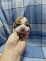 AKC Basset Hound puppy MALE #5, a male Basset Hound for sale in Wilkesboro, NC – 8 of 10