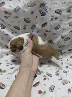 AKC Basset Hound puppy FEMALE #2, a female Basset Hound for sale in Wilkesboro, NC – 4 of 9