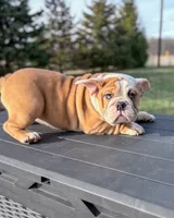 processed/598848c1-f46f-4170-a0ec-13dade80f7d2/listing/0ccb4ba9-5ac1-4931-93c6-e20507723b06/00892982-fe62-42aa-86a5-cf332d1232a5