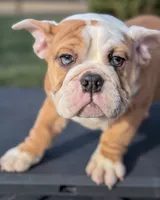 processed/598848c1-f46f-4170-a0ec-13dade80f7d2/listing/0ccb4ba9-5ac1-4931-93c6-e20507723b06/a5dffda9-91a8-435d-8682-59c65ae214eb