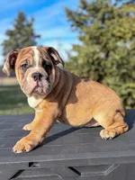 processed/598848c1-f46f-4170-a0ec-13dade80f7d2/listing/b1c14809-ea51-4a0c-9920-0f8b76ca4269/41db3ff5-1be8-4ef4-89dc-f544988d1c48