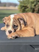 processed/598848c1-f46f-4170-a0ec-13dade80f7d2/listing/b1c14809-ea51-4a0c-9920-0f8b76ca4269/423c9884-ef04-497e-9fbf-58c5d0bab868