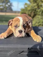 processed/598848c1-f46f-4170-a0ec-13dade80f7d2/listing/b1c14809-ea51-4a0c-9920-0f8b76ca4269/74212436-3954-47fc-99af-5a28bebb60b1