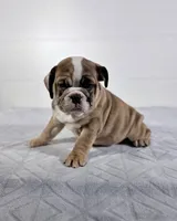 processed/598848c1-f46f-4170-a0ec-13dade80f7d2/listing/b1c14809-ea51-4a0c-9920-0f8b76ca4269/f3b7620d-6b48-4c44-8630-011a9f2558ab