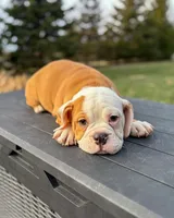 processed/598848c1-f46f-4170-a0ec-13dade80f7d2/listing/d1bcd0c8-55bb-4faf-adac-00e4e6bf0ad2/2230d802-0bb5-48d0-ac32-759d1457ce61